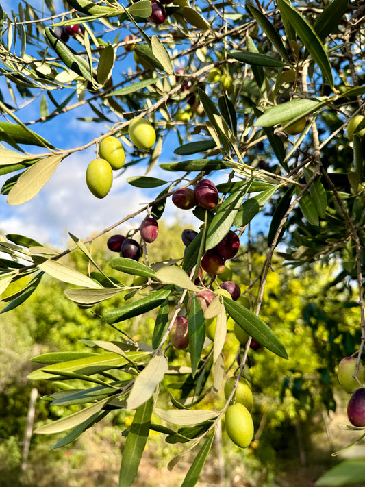 Huile d'Olive Bio 750ml