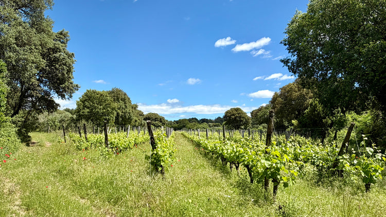 Visite du Vignoble, du Chai & Dégustation - 90 minutes