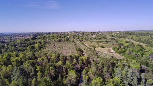 Visite du Vignoble, du Chai & Dégustation - 90 minutes