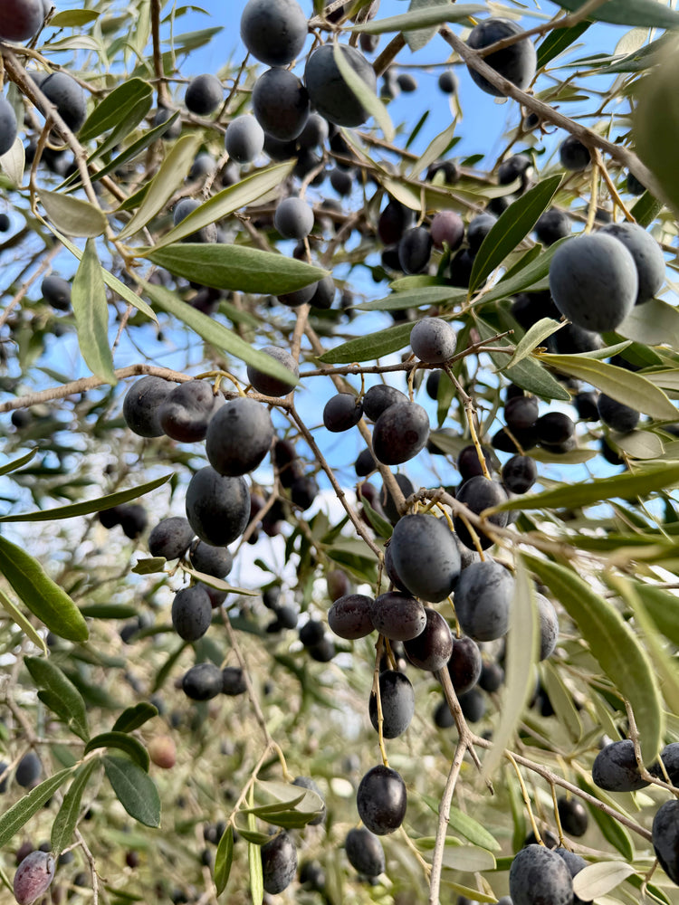 Huile d'Olive Bio - 3l bidon